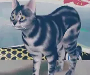 tos_シマ