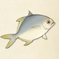 tos_ヘダイ