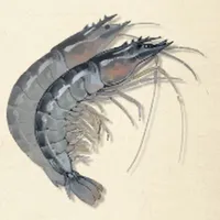 tos_水晶エビ