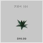 ba_kagu_アガベ小