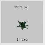 ba_kagu_アガベ大