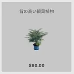 ba_kagu_背の高い観葉植物